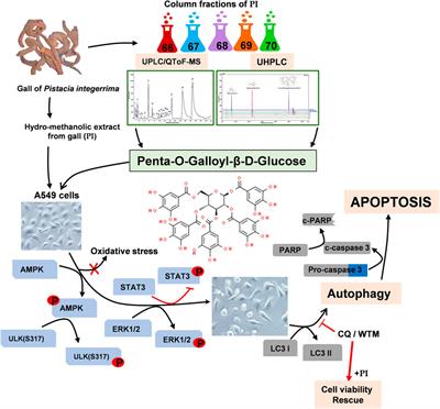 Penta-O-Galloyl-β-D-Glucose in Pistacia integerrima Targets AMPK-ULK1 and ERK/STAT3 Signaling Axes to Induce ROS-Independent Autophagic Cell Death in Human Lung Cancer Cells